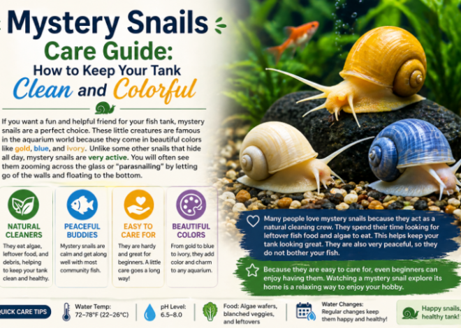 Mystery Snails Care Guide: How to Keep Your Tank Clean and Colorful